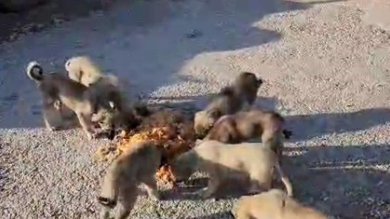 Bayburtlu kamyon şoförü Yıldıray Ata, mola yerinde 7 yavru ve annelerini koca tencereden besledi
