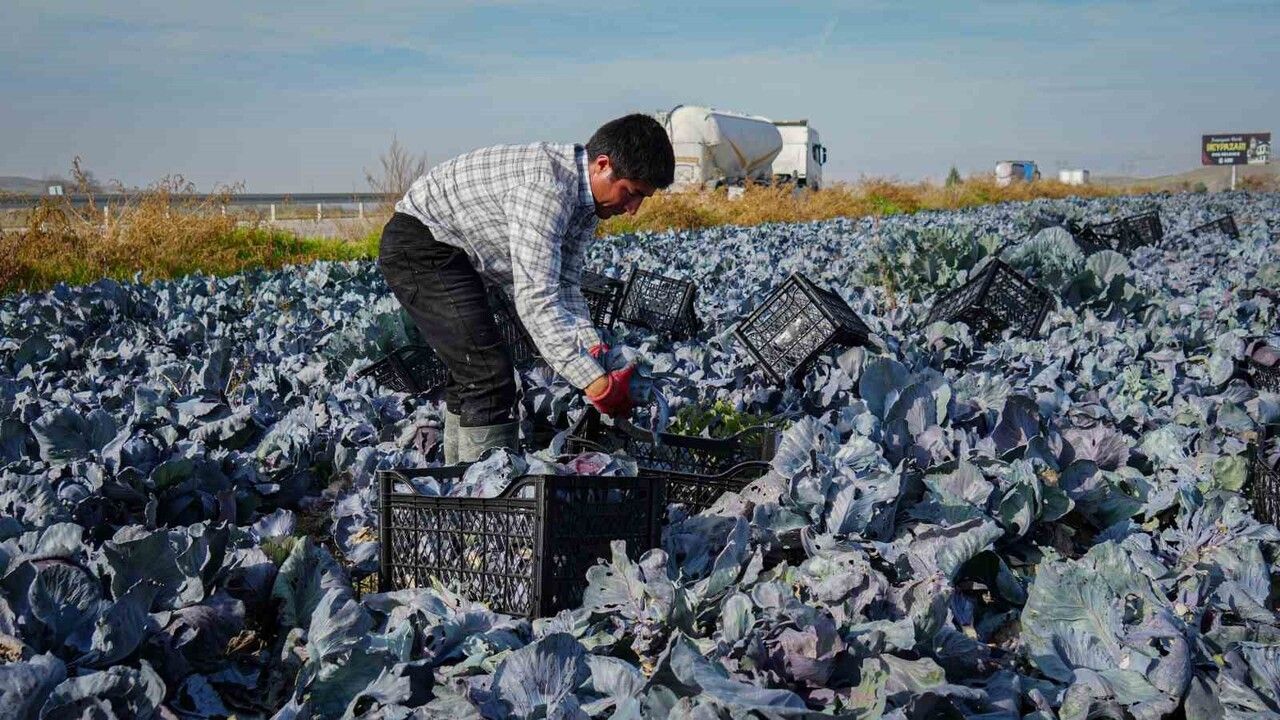 Beypazarı'nda mor lahana hasadı sona yaklaşıyor: Üreticiler son ürünleri topluyor