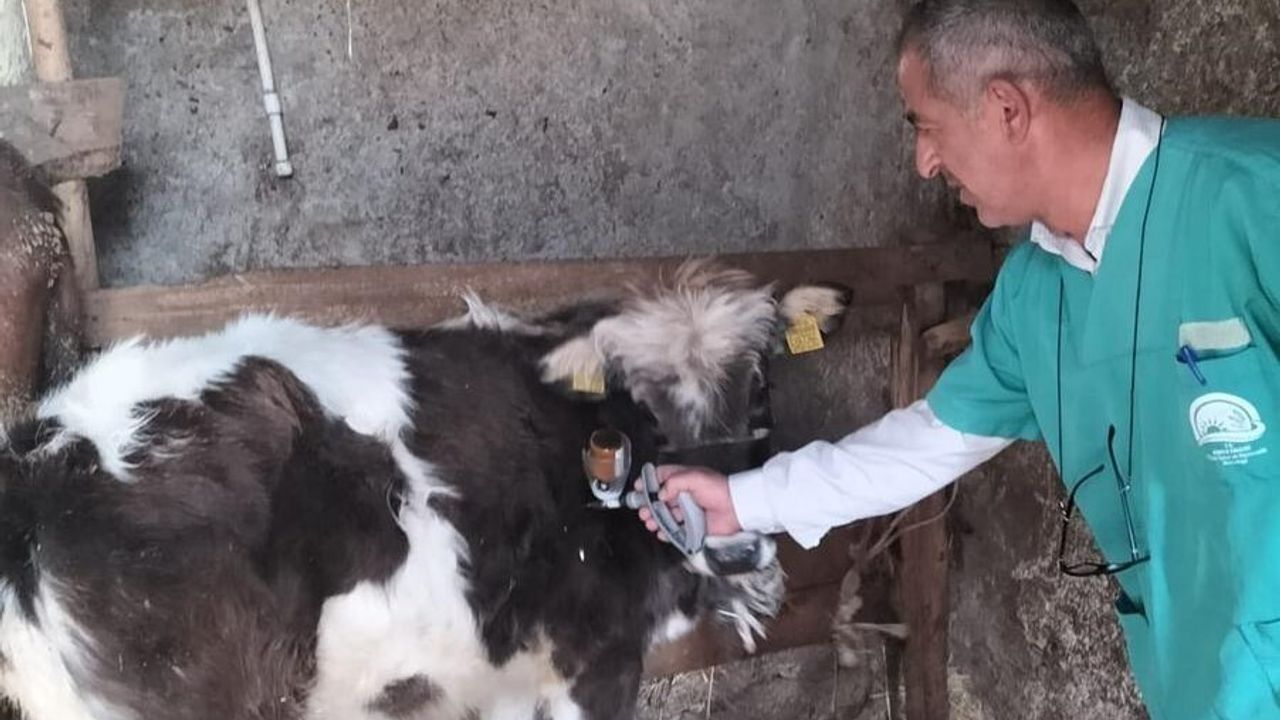 Beyşehir'de büyükbaş hayvanlara şap (sat 1) rapel aşılama çalışmaları başladı