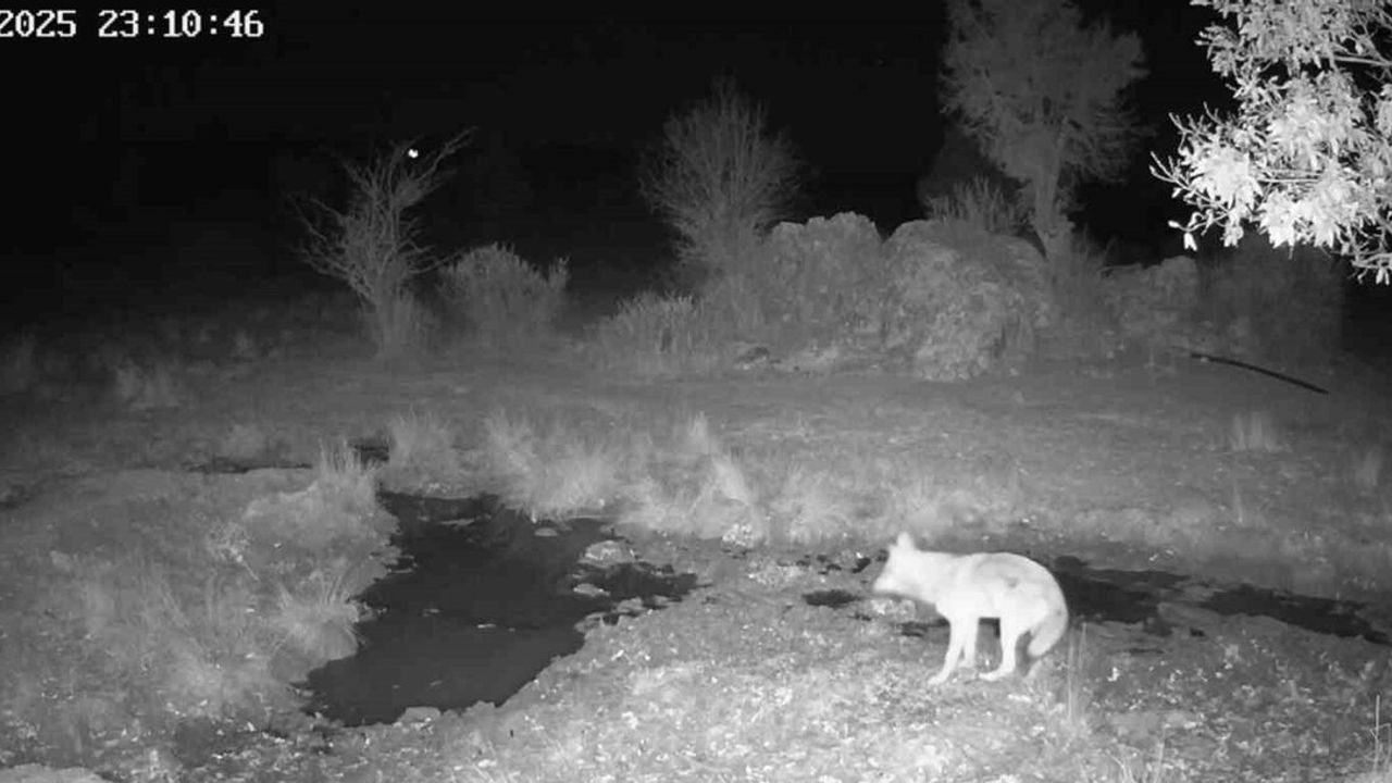 Beyşehir'de fotokapan görüntüleri: Yaban domuzunun çamur banyosu ve kurdun av anı
