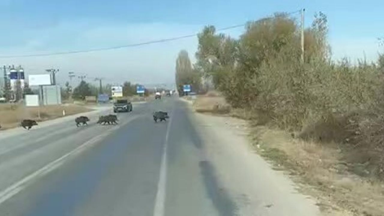 Beyşehir'de Kara Yoluna Çıkan Yaban Domuzu Sürüsü Cep Telefonuyla Kaydedildi