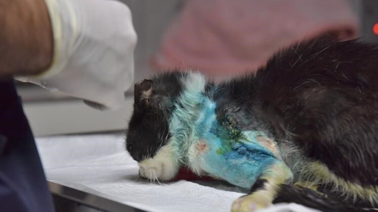 Bilecik'te distal oblik kırığı tespit edilen sokak kedi 2 saatlik operasyonla sağlığına kavuştu