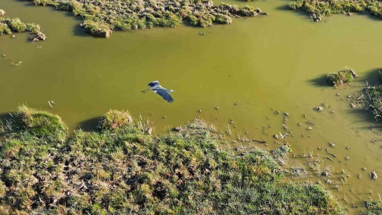Bitlis'te doğal sıcak suları kuşları çeken yaşam alanı oluşturdu