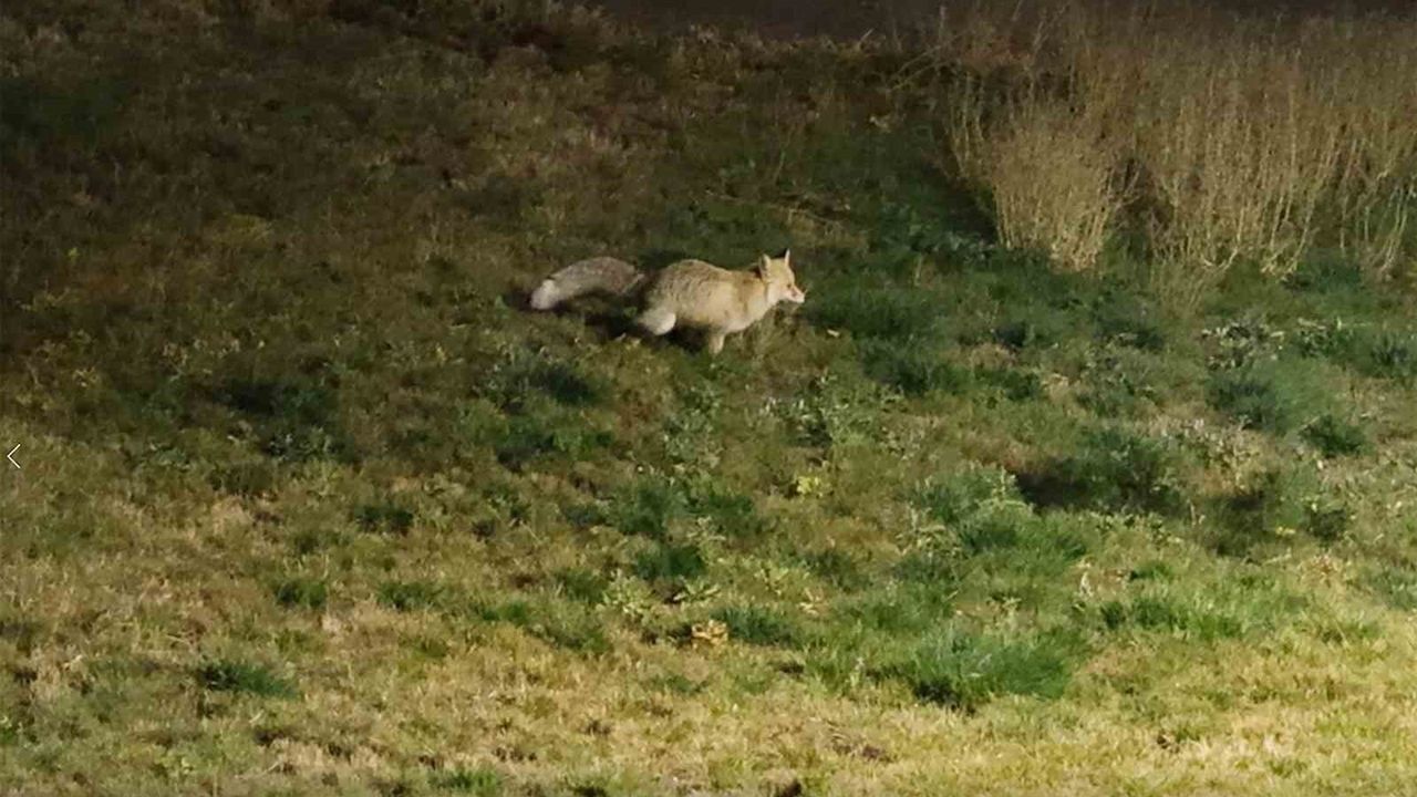 Bitlis'te Tilkilerin Şehir Merkezine İnişi: Gece Görüntüleri ve Davranışları