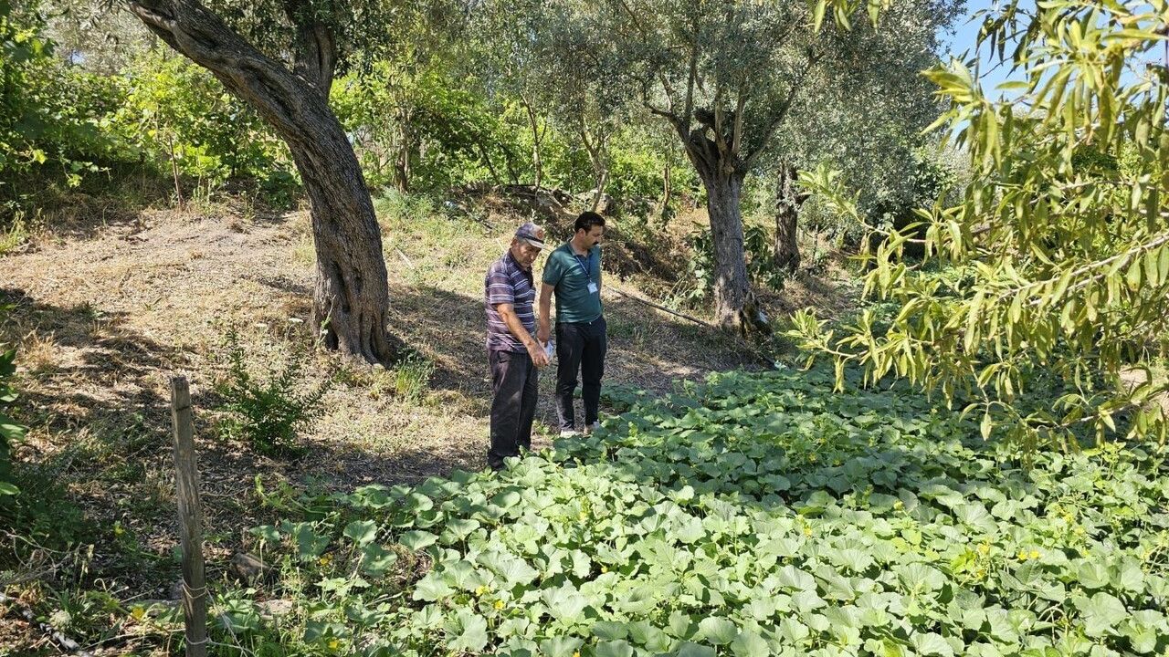 Bodrum Belediyesi zeytin hasadında üreticilere saha desteği veriyor