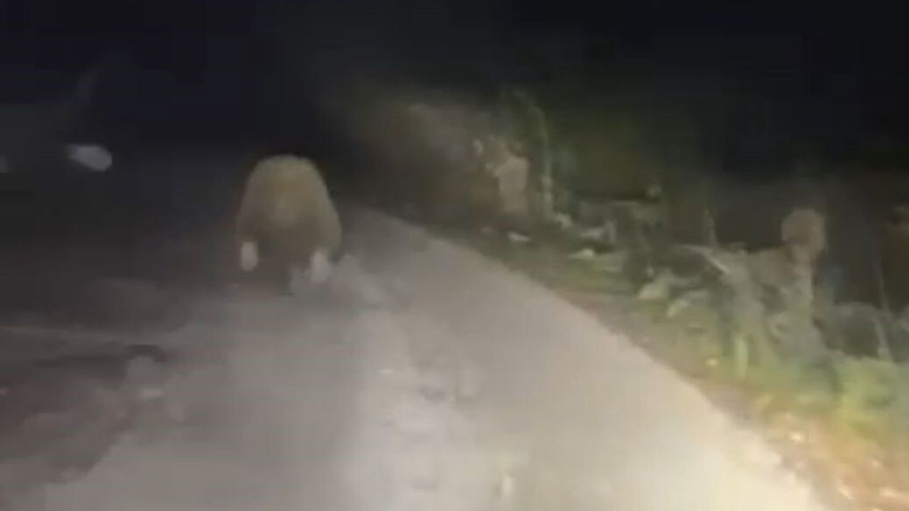 Bolu’da aracın ışıklarından korkan ayı 50 metre koştu, mısır tarlasına girdi