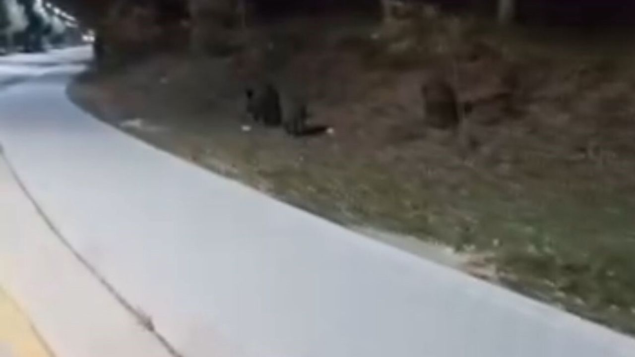 Bolu'da BAİBÜ kampüsüne inen domuz sürüleri akşam saatlerinde yiyecek ararken görüntülendi