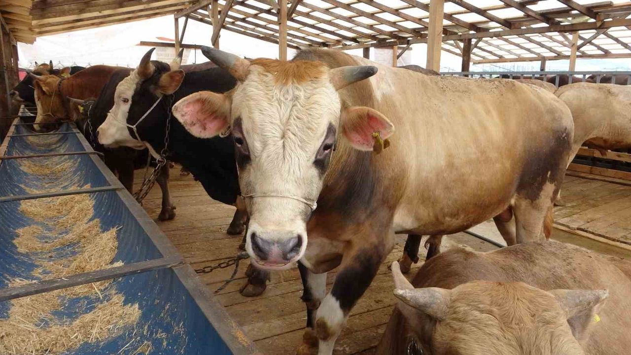 Bolu'da 'deli dana' teşhisi: Uzman uyarıyor, sakatat ve kaçak kesime dikkat