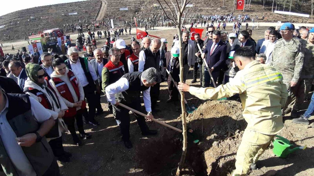 Bolu'da Delice köyündeki yangın alanı 11 Kasım'da binlerce fidanla yeniden yeşeriyor