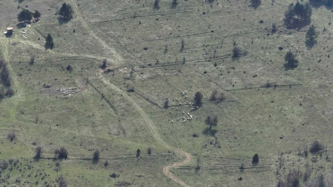 Bolu'da kaybolan 30 küçükbaş hayvan dronla bulundu