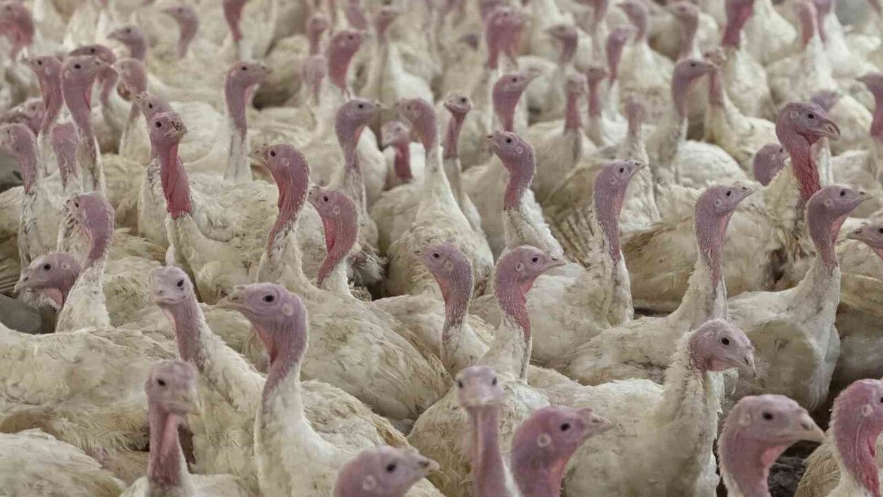 Bolu İl Tarım ve Orman Müdürlüğü'nden üreticilere kuş gribi (HPAI) uyarısı