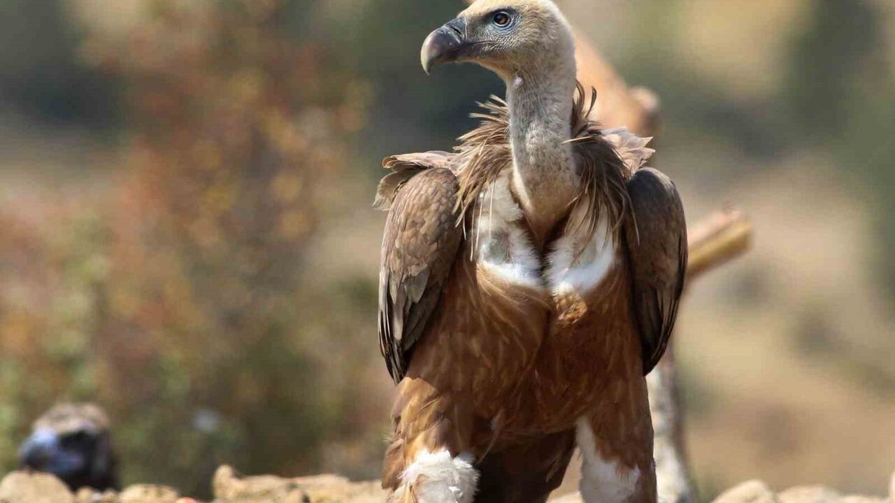 Bolu Sorkun'da nadir akbaba beslenme döngüsü: Dört tür aynı noktada gözlemleniyor