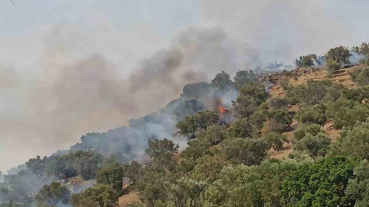 Bozdoğan Kavaklı Mahallesi'nde orman yangınına rüzgarın etkisiyle müdahale sürüyor