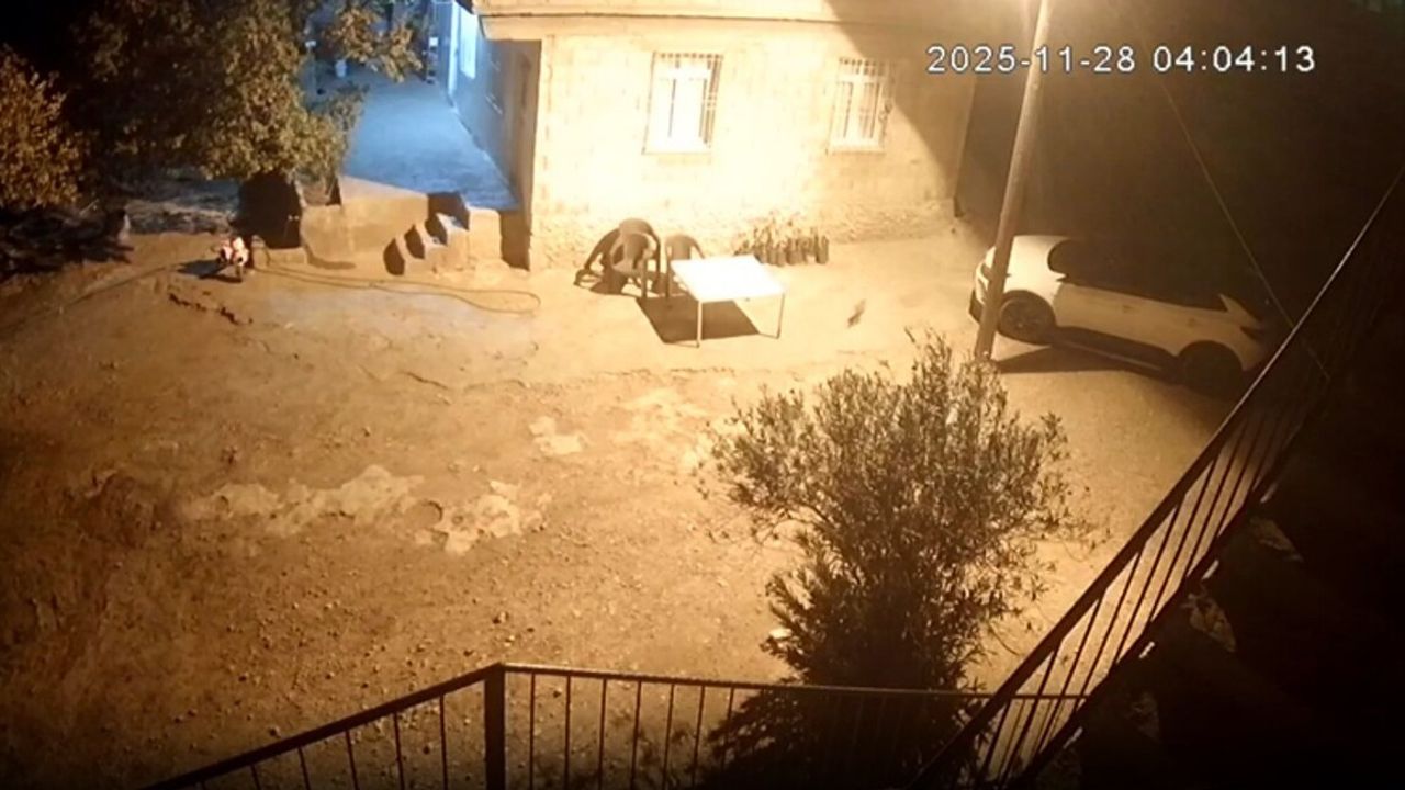 Bozova'da sırtlanlar tavuk kümesine girip horoz ve tavukları çaldı