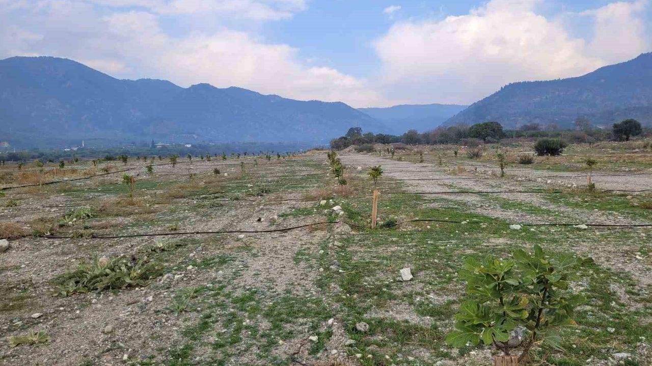 Buharkent'te incir fidanlarının gelişimi değerlendirildi