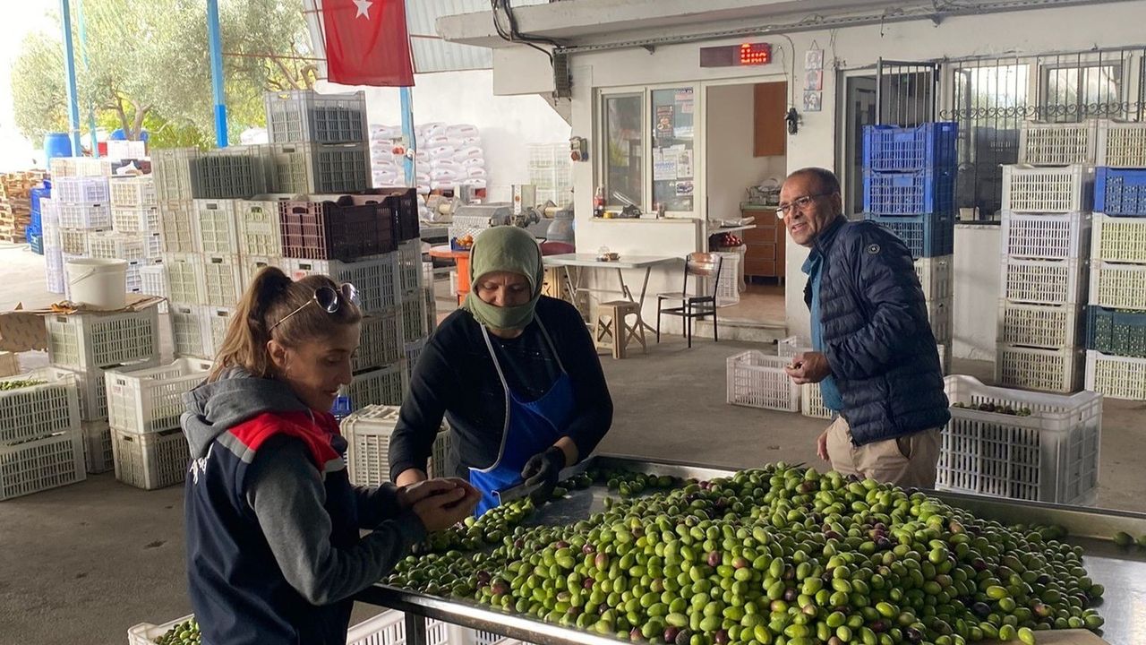 Buharkent'te zeytin rekoltesini korumaya yönelik kalite kontrol çalışmaları sürüyor