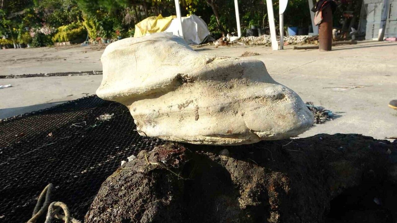 Bulancak'ta balıkçıların ağına at ayağına benzeyen heykel parçası takıldı