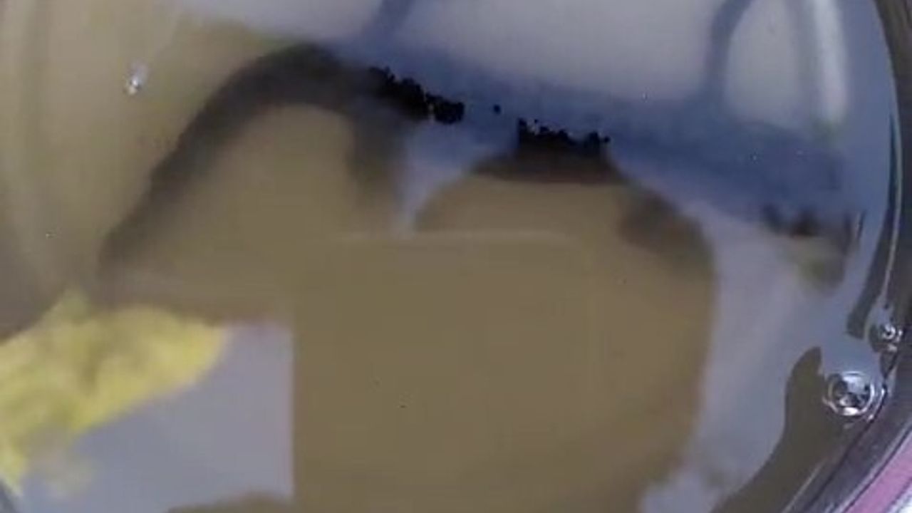 Buldan'da asırlık kuyudan su çeken vatandaş kovanında tatlı su semenderleri buldu