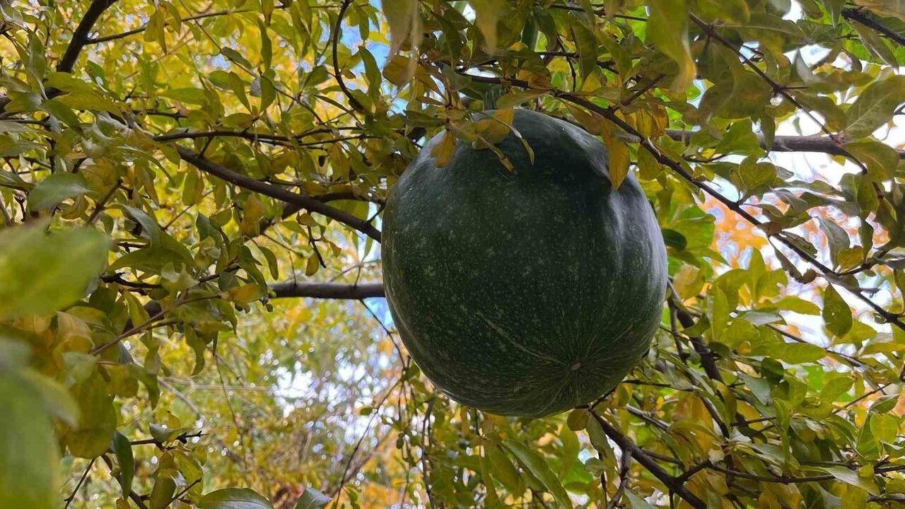 Buldan’da Bahçeye Ektiği Kabak, Nar Ağacının Tepesinde Meyve Verdi
