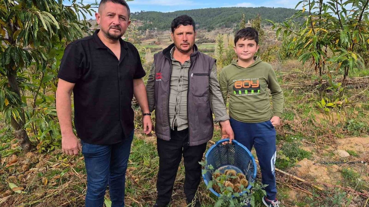 Buldan’da Coğrafi İşaretli Şekerci (Alandız) Kestanesi Hasadı Başladı