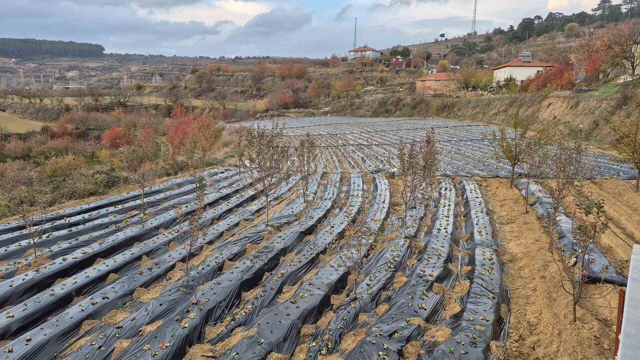 Buldan’da yüksek kesimlerde organik çilek dikimi başladı