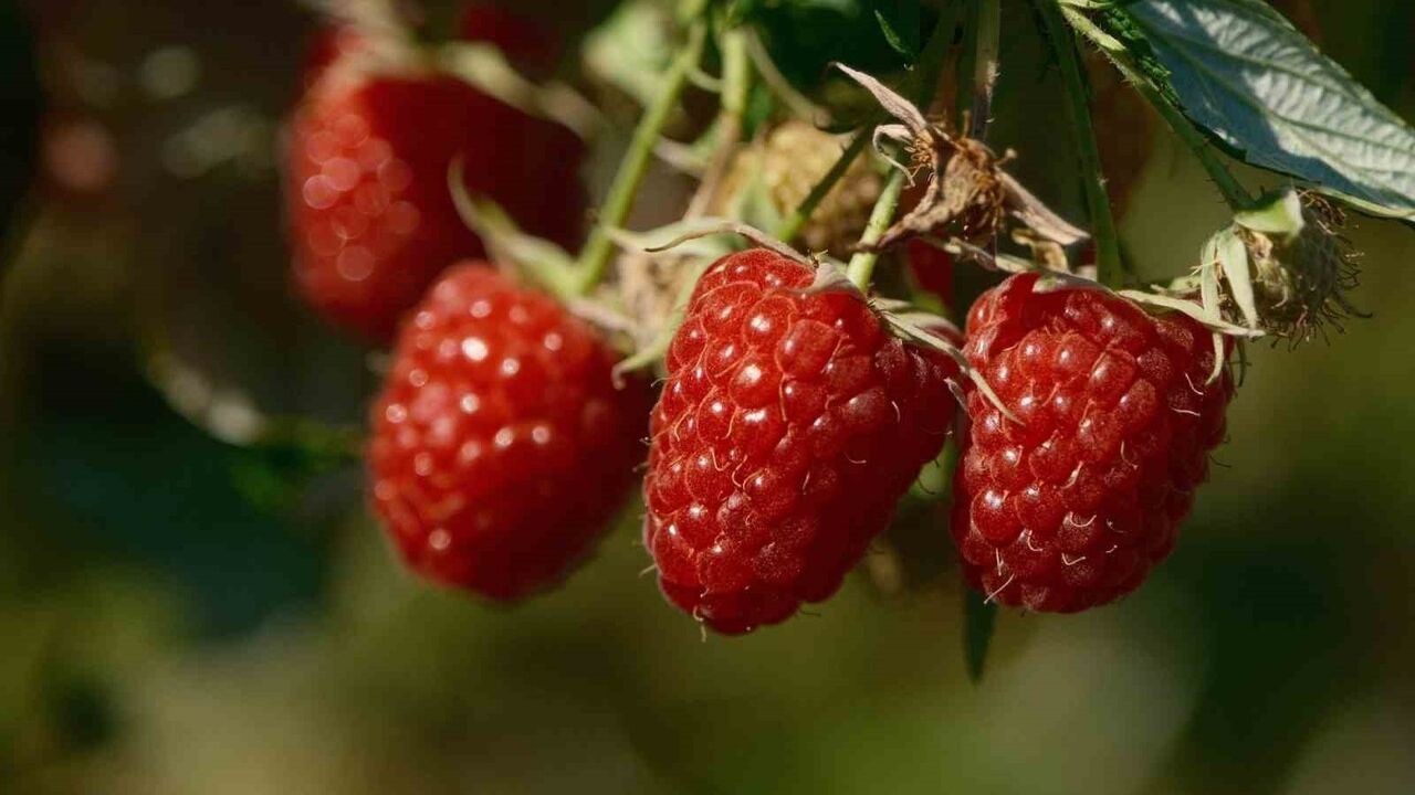 Bursa Büyükşehir'den 9 ürüne fide ve fidan desteği — Başvurular 30 Kasım'da sona eriyor