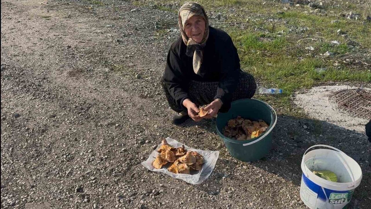 Bursa'da 70 yaşındaki iki kadın kanlıca (melki) mantarı toplayıp satarak aile bütçesine katkı sağlıyor