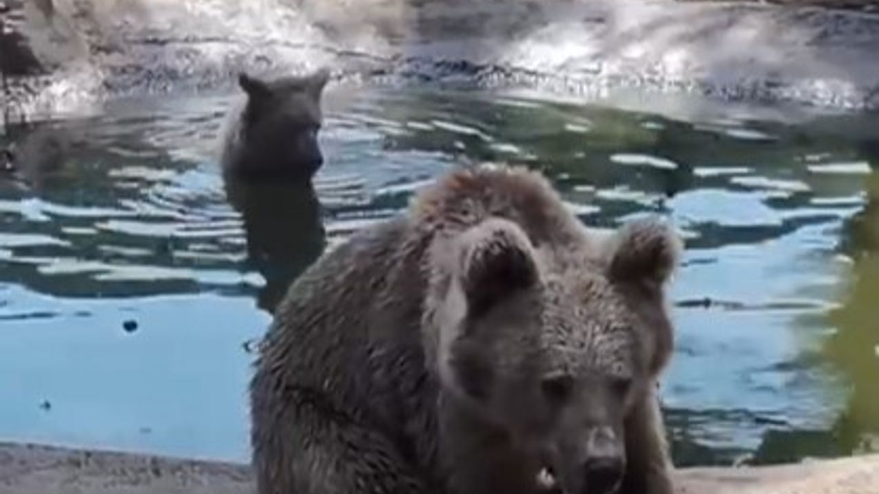 Bursa Ovakorusu'ndaki ayılar kış uykusu öncesi güneşli günlerin tadını çıkardı