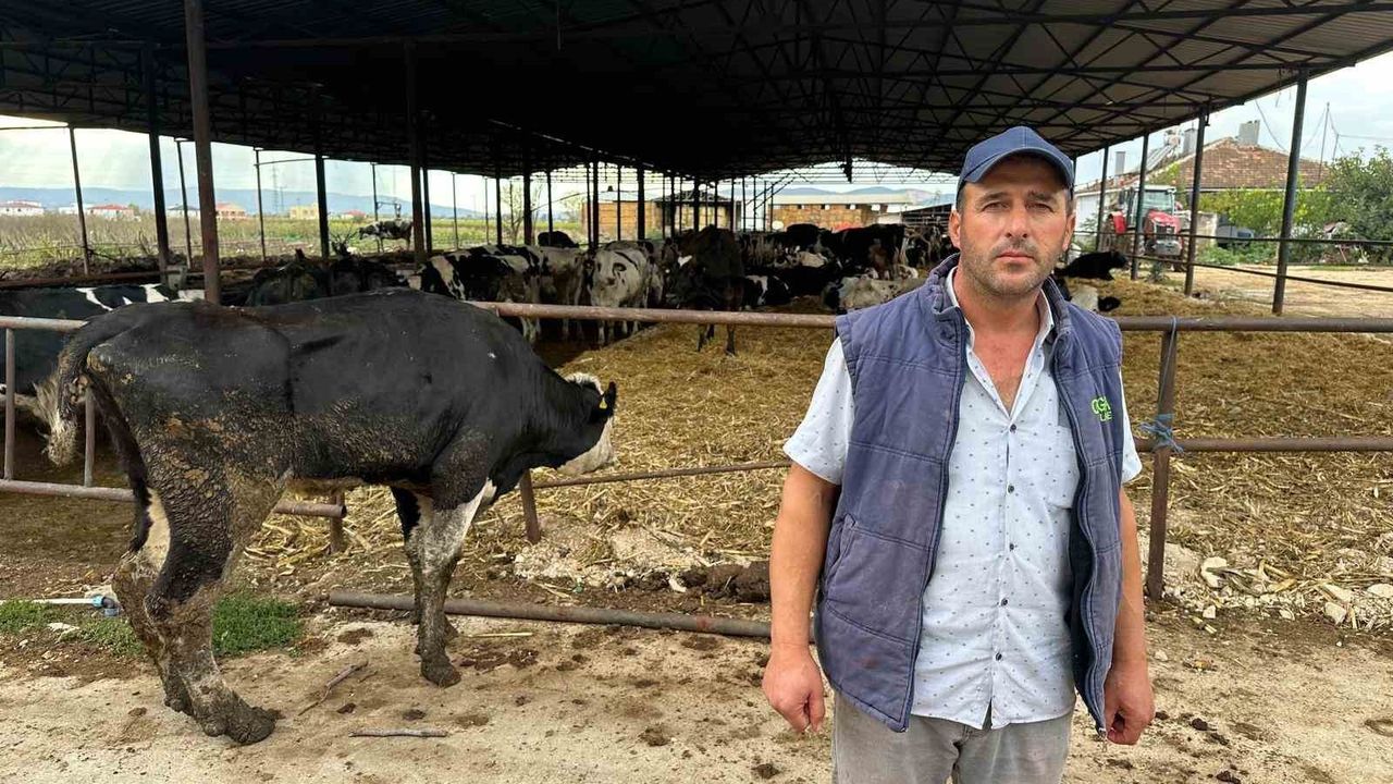 Bursa Yenişehir'de şap salgını: Çiftçi Mustafa Arslan 8 buzağını kaybetti, işletme büyük zarar gördü