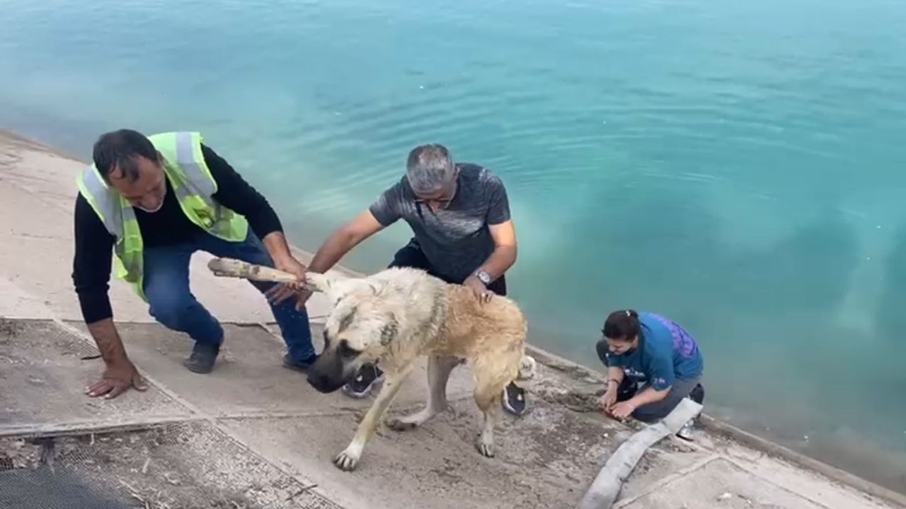 Bursalı anne, Atatürk Barajı kanalında boğulmak üzere olan kangalı kurtardı