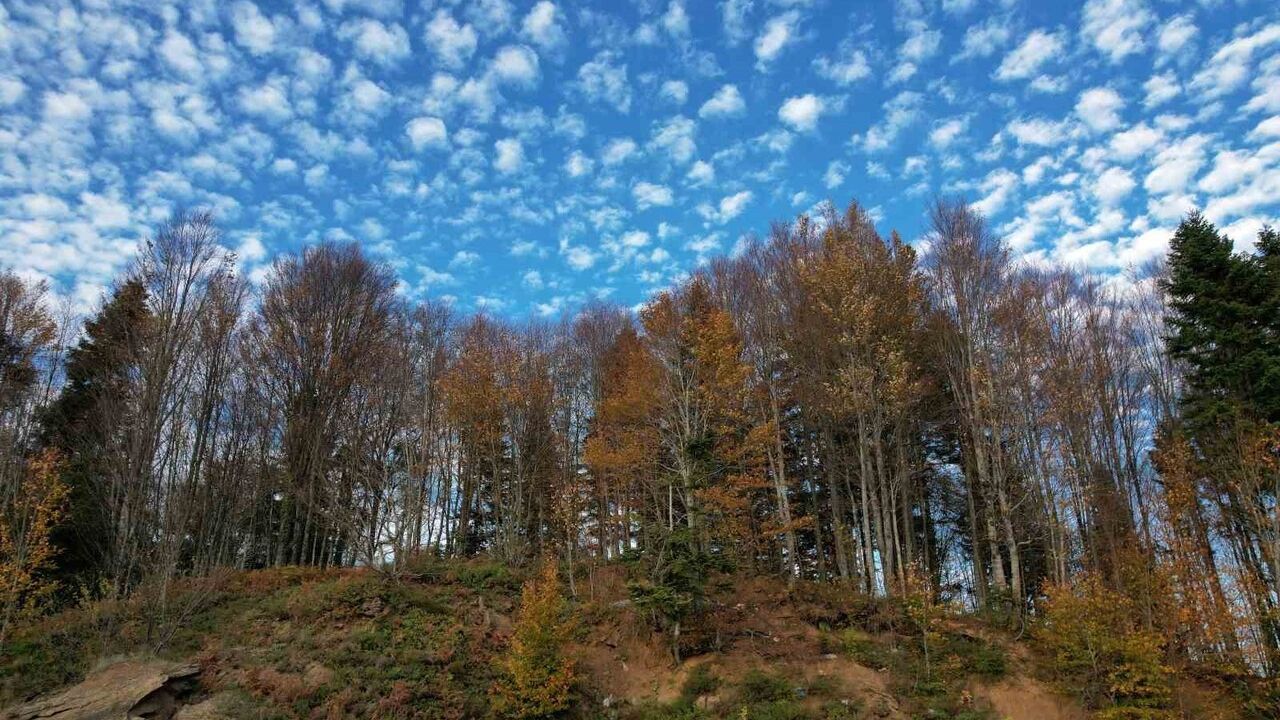 Çam Dağı’nda Sonbahar: 900 Rakımda Yeşil, Sarı ve Kızıl Tonların Görsel Şöleni