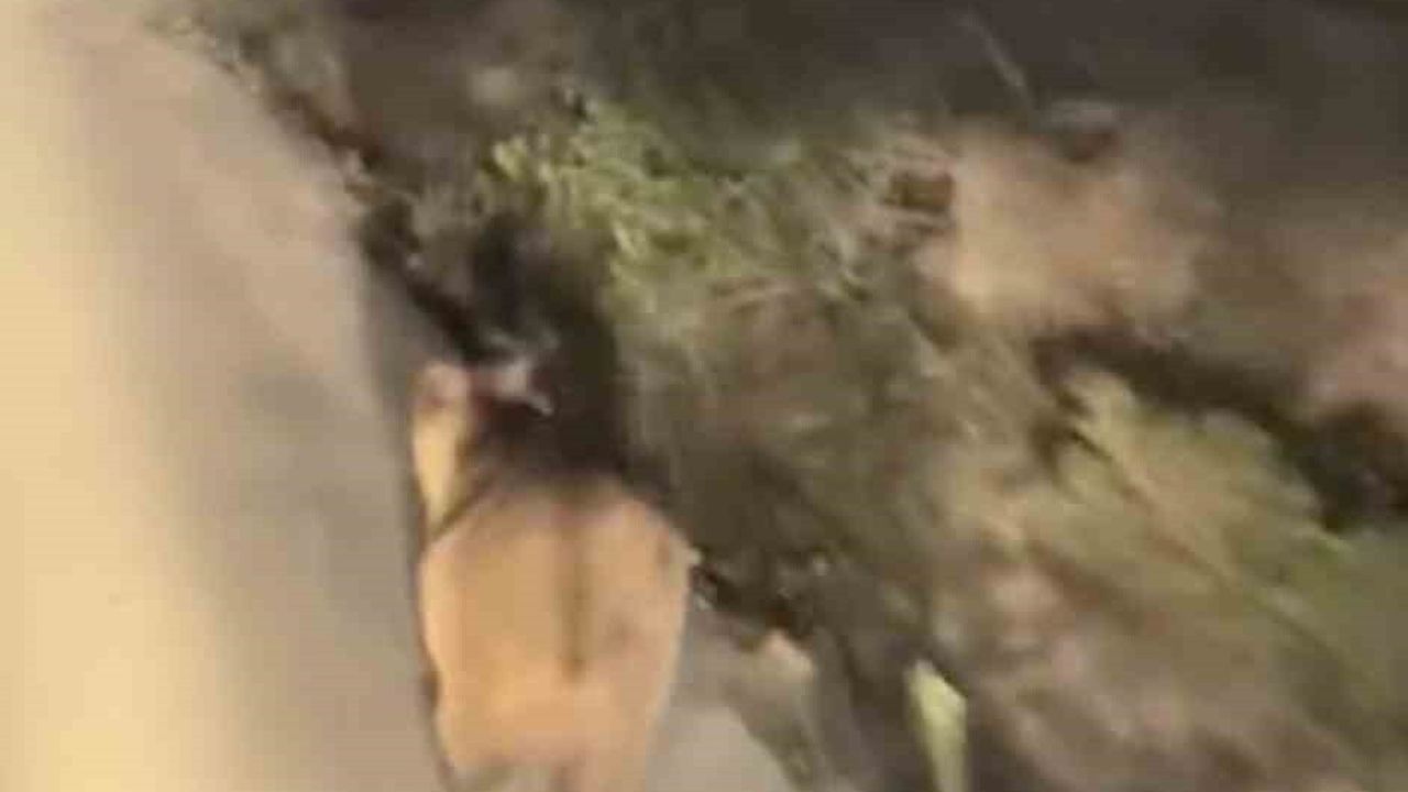 Çanakkale Biga'da Elmalı Köyü Mevkiinde Araç ile Ayının Karşılaşması Cep Telefonuna Yansıdı