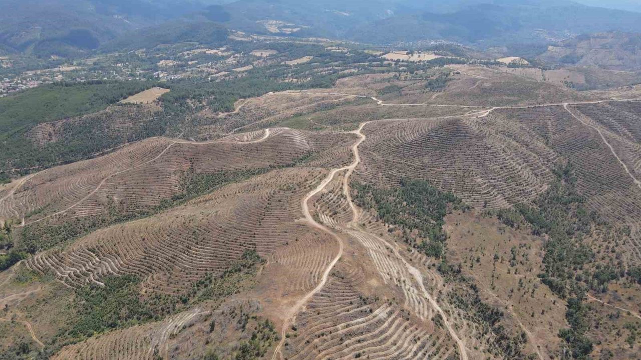 Çanakkale'de 2025'te 8.477 hektar zarar gördü — Yeniden ormanlaştırma ve çalıştay planı