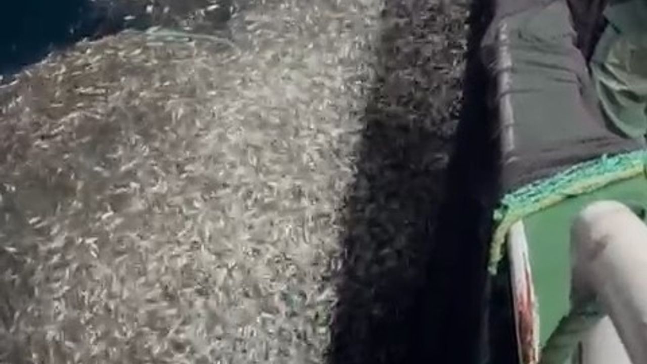 Çanakkale'de balıkçılar ağlarına takılan binlerce yavru kupes balığını denize geri saldı