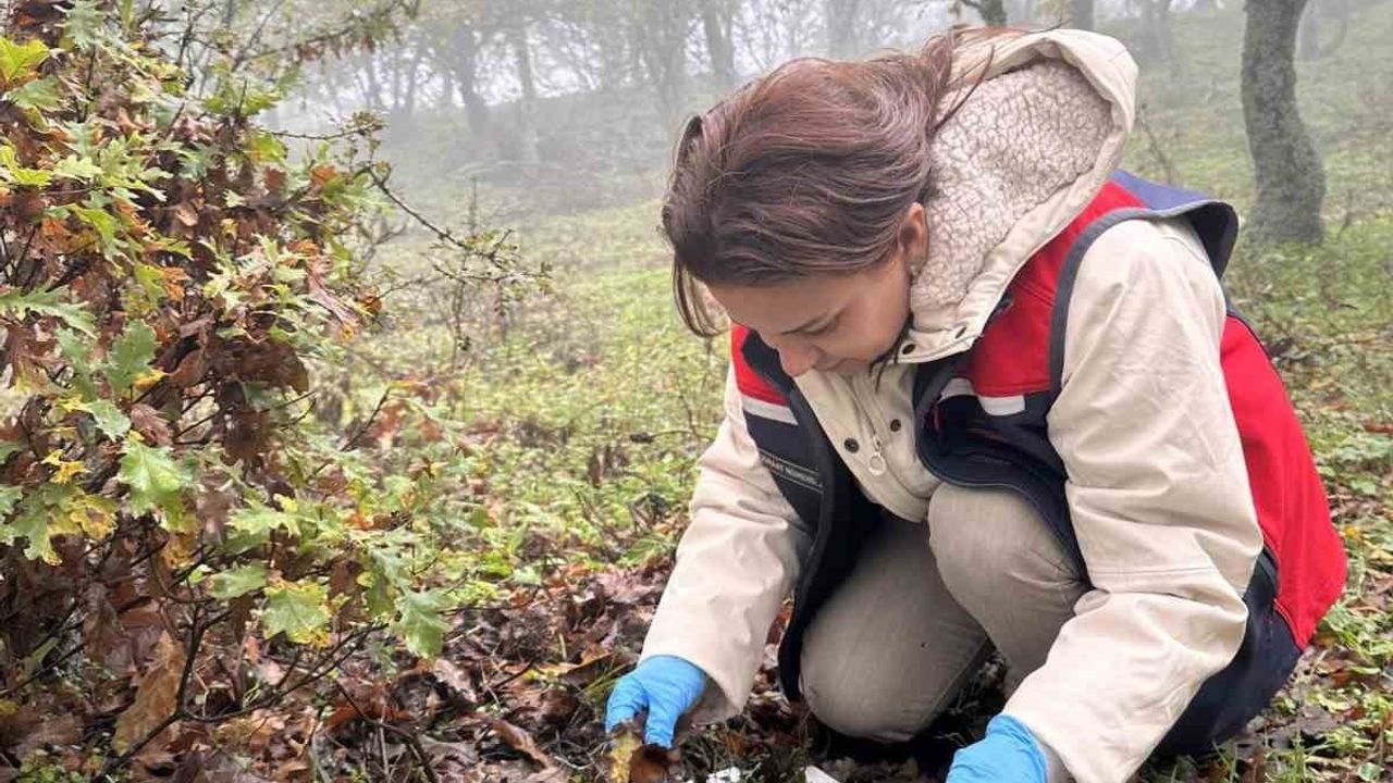 Çanakkale'de süne (Eurygaster spp.) ile mücadele: Tarım Müdürlüğü sahada teknik çalışmalar yürütüyor