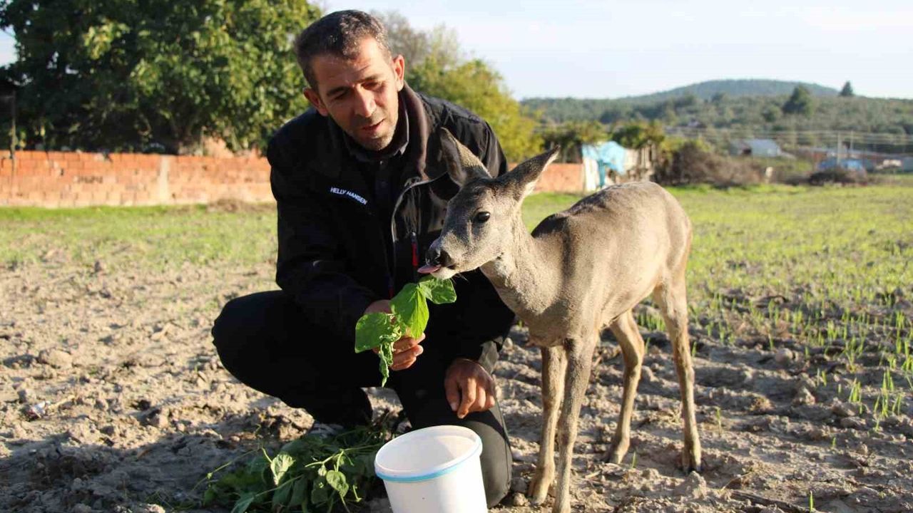 Çanakkale Dümrek'te yangından kaçan karaca yavrusu 'Ponpon' köyün maskotu oldu