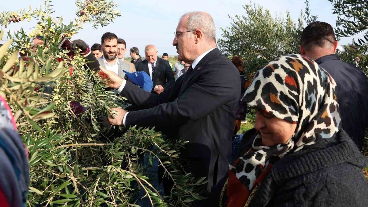 Çanakkale Ezine'de İl Protokolüyle Zeytin Hasadı