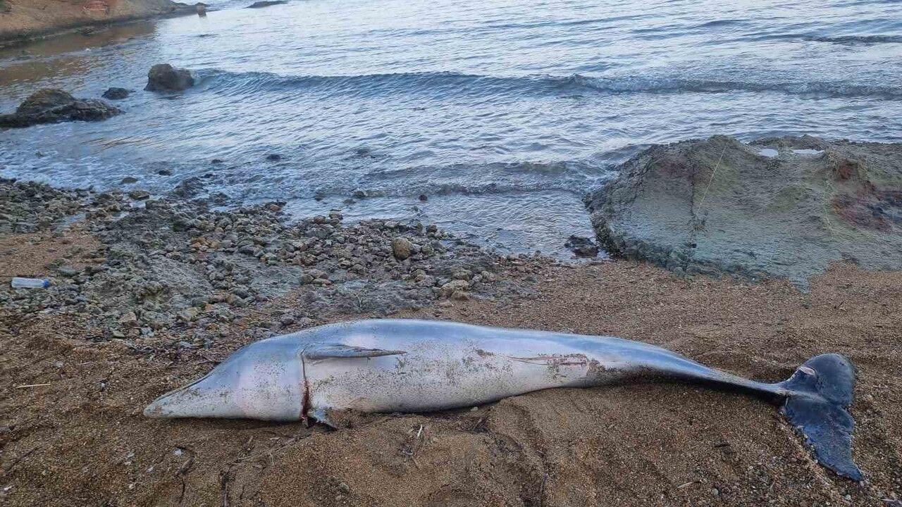 Çanakkale Gelibolu Güneyli Sahilinde 1,5 Metre Yunus Balığı Kaldırıldı
