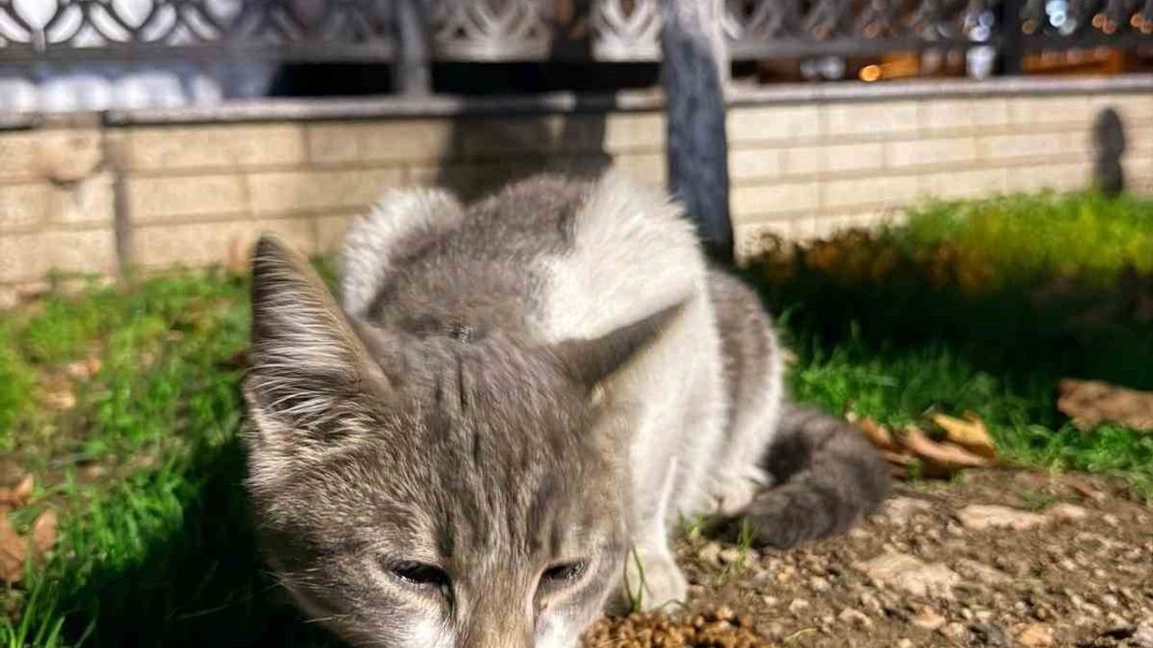 Çanakkale Gökkuşağı Parkı'nda bırakılan balık artıkları kedinin ağzına ve bacağına olta kancası batmasına yol açtı, veteriner müdahalesiyle kurtarıldı