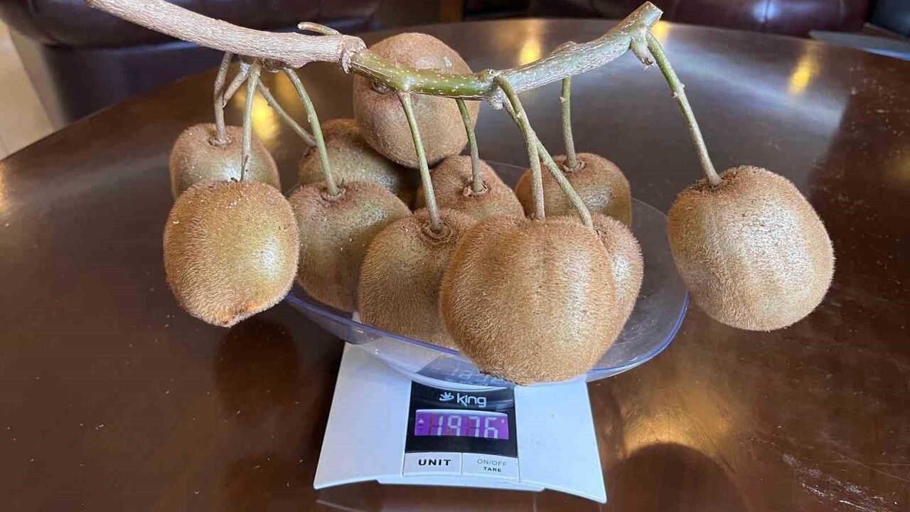 Çarşamba'da 180 gramlık kivi noter onayıyla tescillendi