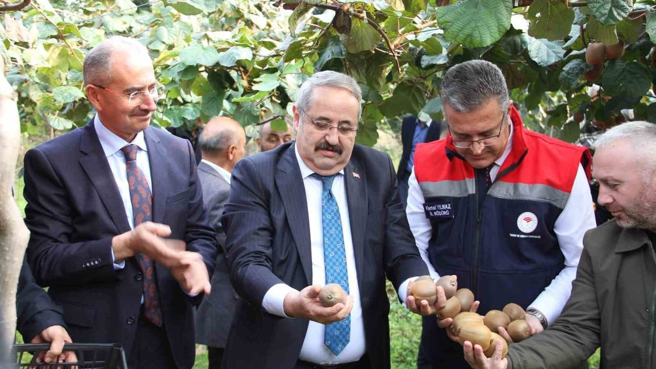 Çarşamba'da 2025 Kivi Hasat Etkinliği: Samsun üretim verileri ve zararlı mücadelesi