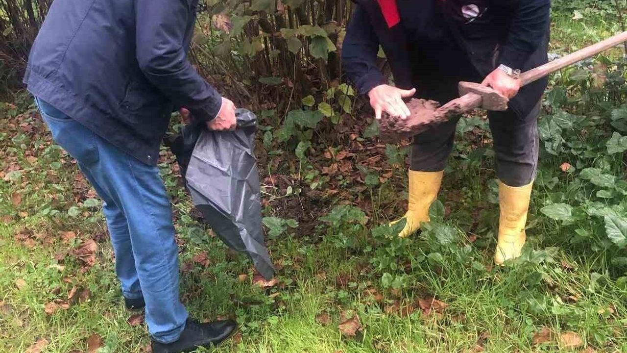 Çarşamba'da fındık bahçelerinde kök zararlısı tespiti: Tarım ve Orman ekipleri saha çalışmalarını yoğunlaştırdı