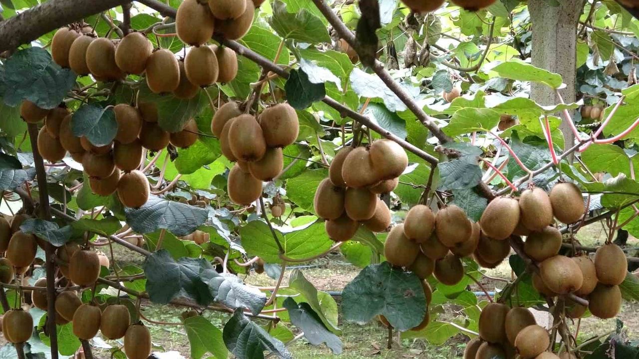 Çarşamba'da kivi hasadı başladı: Hedef Türkiye birinciliği