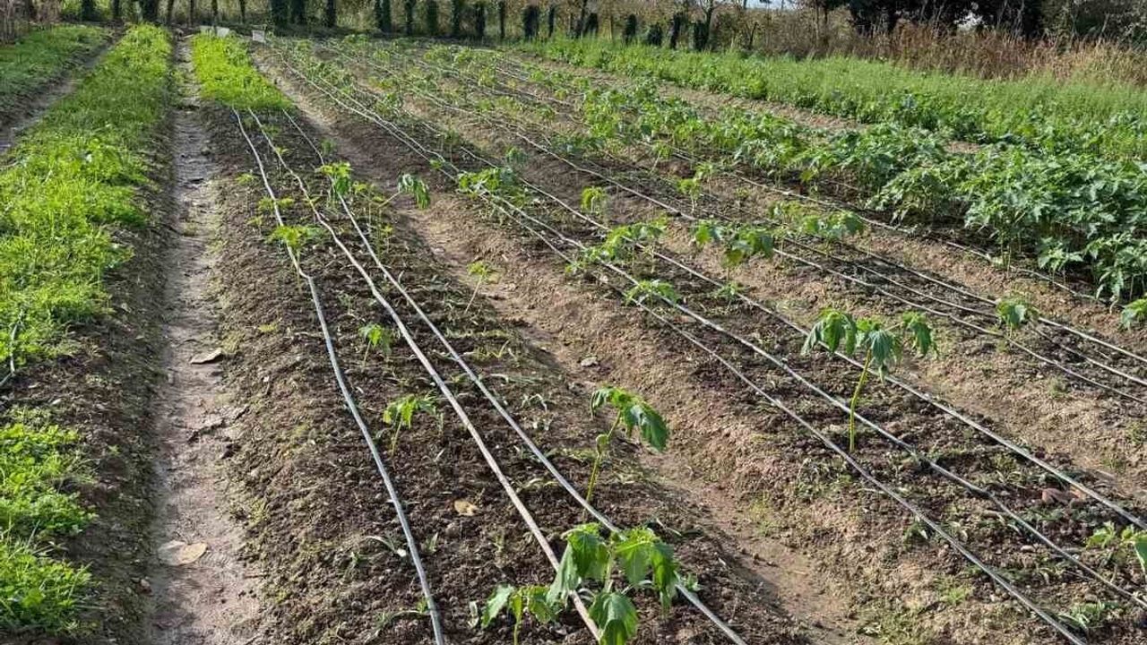 Çarşamba Ovası'nda salep tespit ve yetiştiricilik çalışmaları sürüyor