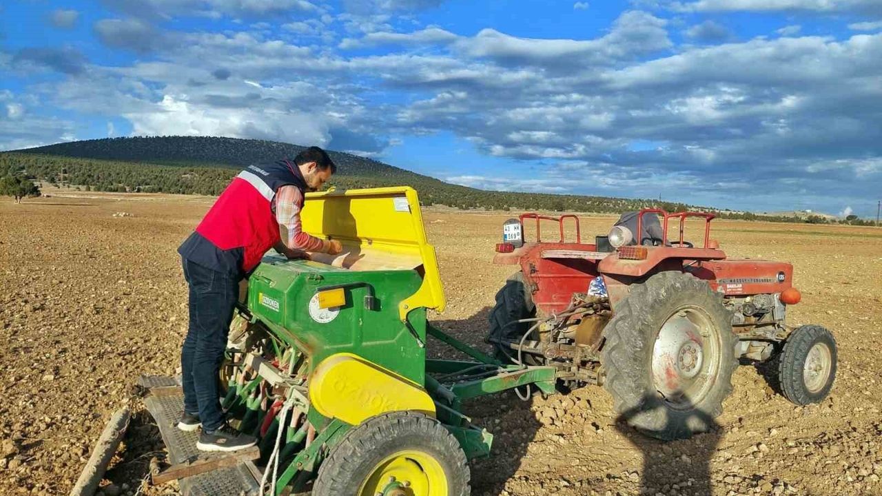 Çavdarhisar'da buğday ve tritikale tohumlarının demonstrasyon ekimleri yapıldı