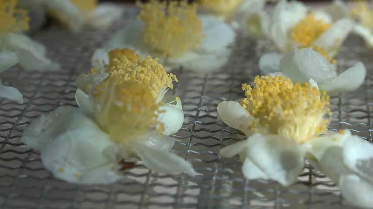 Çay çiçeği çayı kilogramı 6 bin TL: ÇAYMER üretimiyle 50 ve 100 gram paketlerde satışta