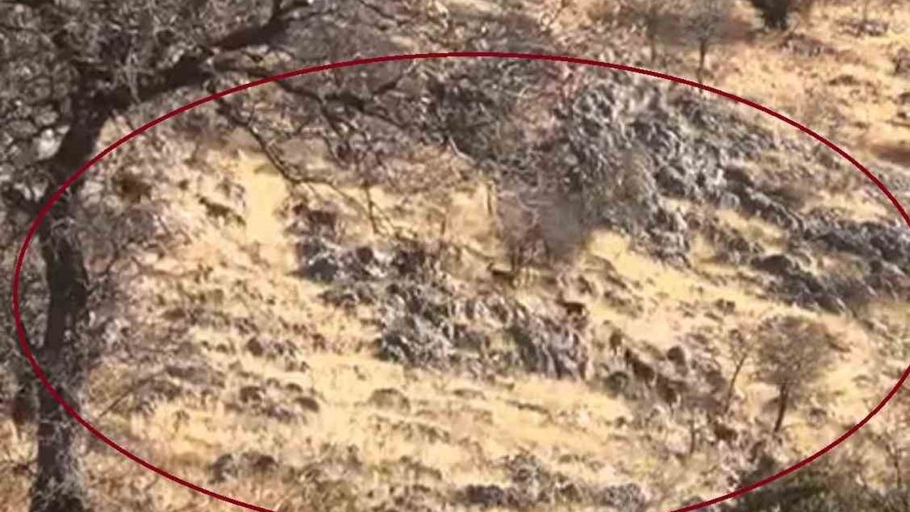 Çermik Mirğan Dağı'nda Sürü Halinde Dağ Keçileri Görüntülendi
