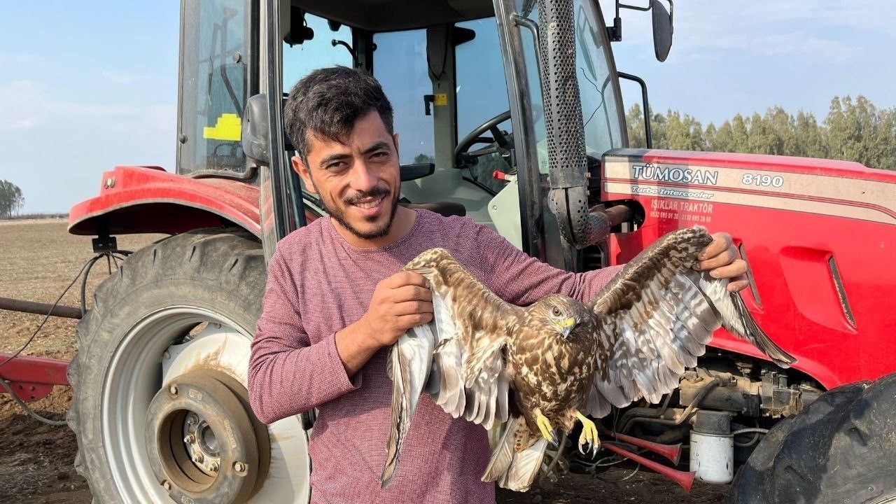 Ceyhan'da çiftçi, uçamayan şahine yardım için hasadı bıraktı