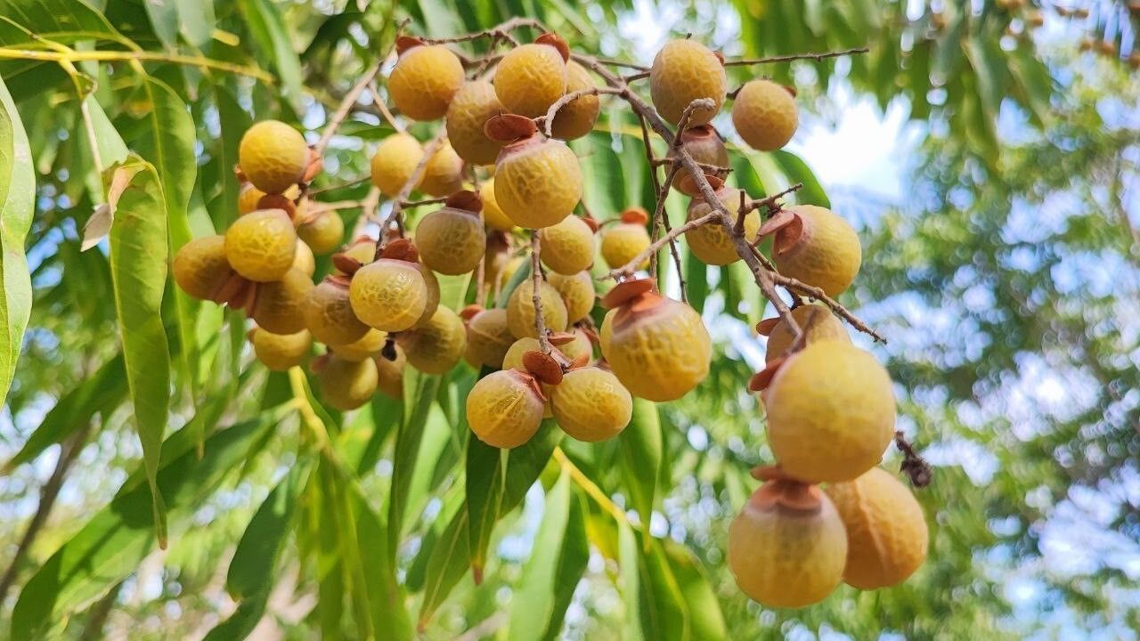 Ceyhan'da Sabun Cevizi Üretimi Hızla İlerliyor: Doğal Temizlik ve Cilt Bakımında Kullanım Potansiyeli
