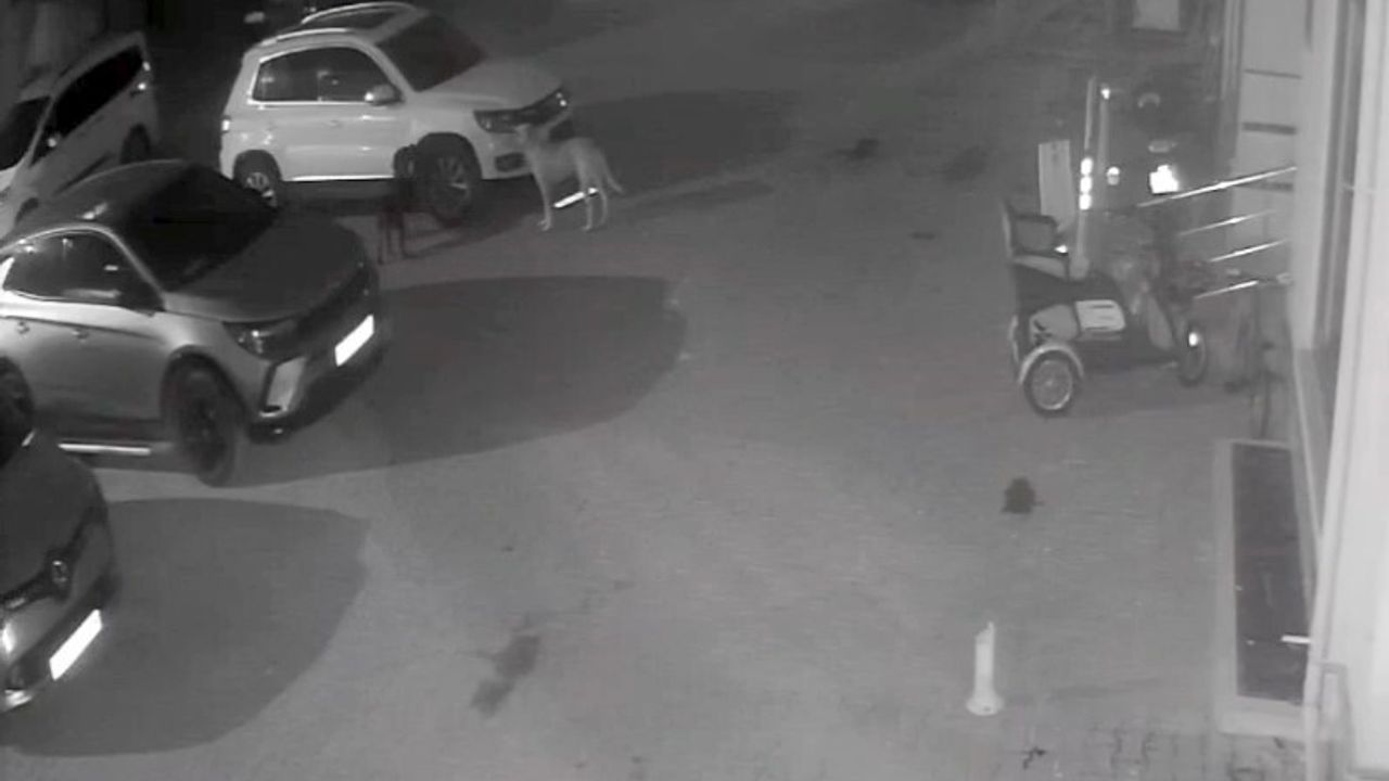 Cide'de sokak köpekleri park halindeki aracın plastik aksamlarını parçaladı